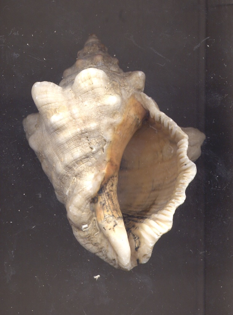 Stramonita haemastoma f. consul